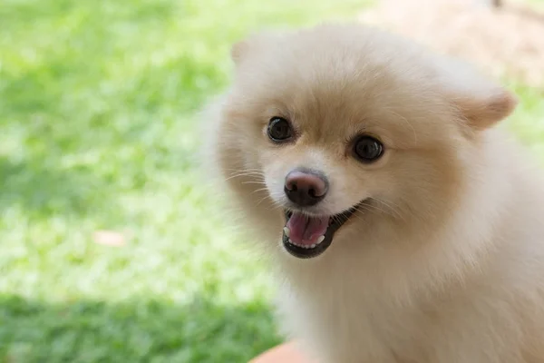 Blanco cachorro pomeranian perro lindo mascota sonrisa feliz en el jardín —  Fotos de Stock