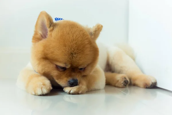 Anak anjing pomeranian tidur hewan peliharaan lucu — Stok Foto