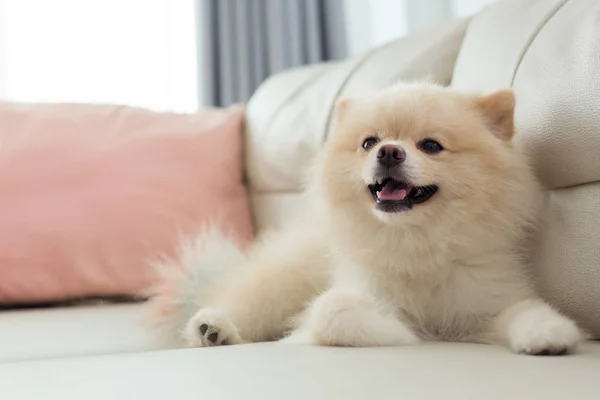 Pomeranian 개 귀여운 애완 동물의 가정에 행복 한 미소 — 스톡 사진