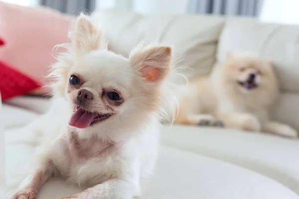 Chihuahua e pomeranian cão bonito animal de estimação sorriso feliz — Fotografia de Stock