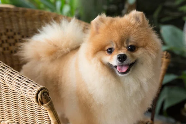 Happy pomeranian dog cute pet smile friendly — Stock Photo, Image