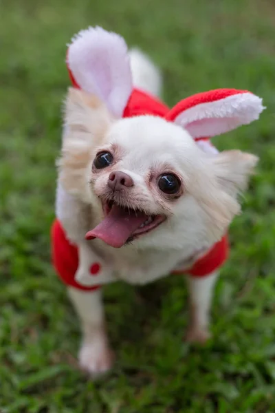 Happy chihuahua small dog cute pet — Stock Photo, Image