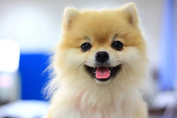 Pomeranian cão bonito sorriso feliz — Fotografia de Stock