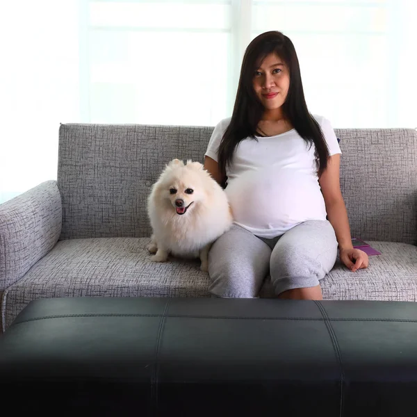 Wanita hamil 9 bulan dan anjing pomeranian hewan peliharaan lucu — Stok Foto