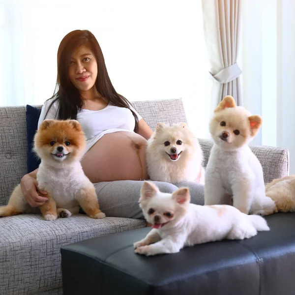 Wanita hamil dan anjing pomeranian lucu hewan peliharaan di ruang tamu — Stok Foto