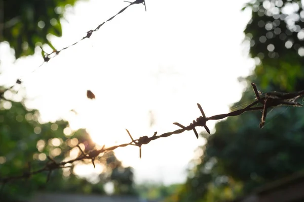 Barbed wire fence with sharp spikes — Stock Photo, Image