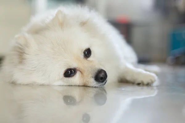 Branco pomeranian bonito cão — Fotografia de Stock