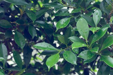 su çiğ damlası yaprak yeşil doğası üzerine
