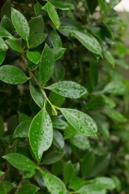 su çiğ damlası yaprak yeşil doğası üzerine