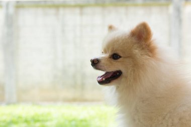 beyaz köpek yavrusu pomeranian köpek şirin evde beslenen hayvan gülümseme mutlu Bahçe