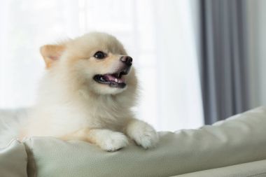 Pomeranian köpek şirin evde beslenen hayvan mutlu gülümseme içinde ev
