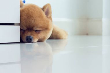 pomeranian köpek yavrusu köpek sevimli evcil hayvan uyku