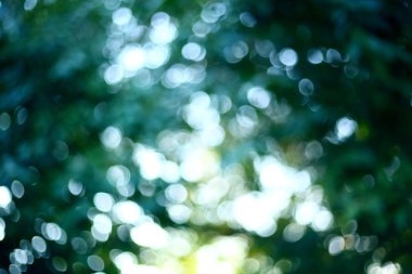 Soyut güneş ağacı yeşil yemyeşil doğası ile görüntü bulanıklığı