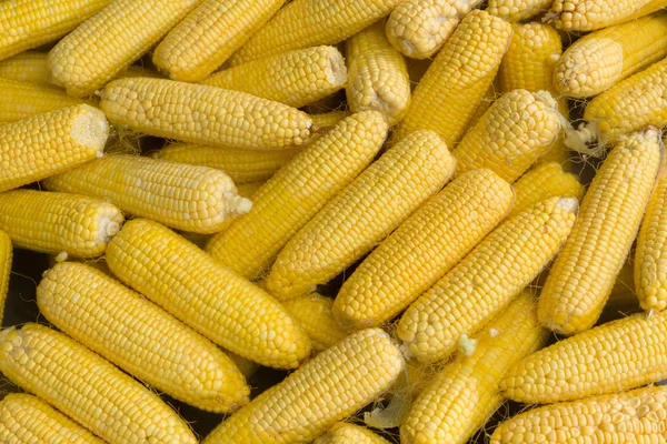 Corn boil vegetarian food — Stock Photo, Image