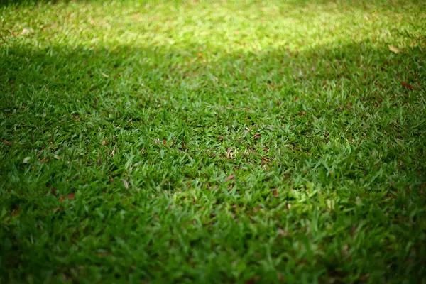 Relva de grama verde — Fotografia de Stock