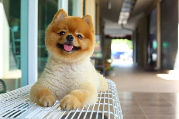Счастливая улыбка поморская маленькая собака милый питомец — стоковое фото