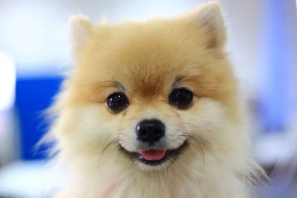 Pomeranian σκύλος χαριτωμένο χαμόγελο — Φωτογραφία Αρχείου