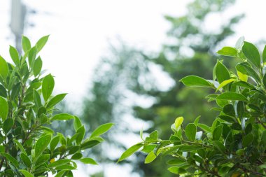 yeşil ışık bokeh ile ağaç yaprak yağmur damla su