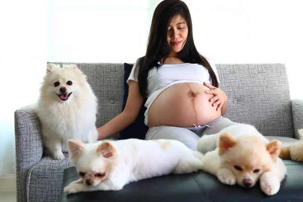 Kvinne, gravid og pommersk hund, søte kjæledyr i stua – stockfoto