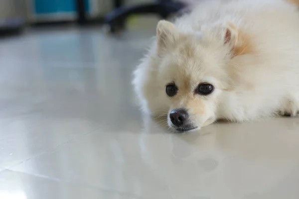 Branco pomeranian bonito cão — Fotografia de Stock