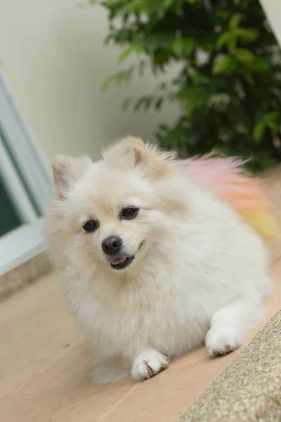 Blanco pomeranian lindo perro — Foto de Stock