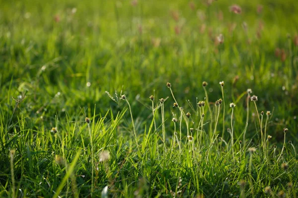 Grünes Grasblumenfeld — Stockfoto