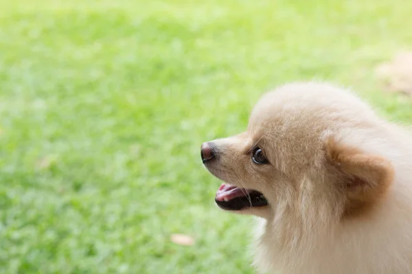 白色的小狗博美犬狗可爱宠物微笑是幸福的花园里 — 图库照片