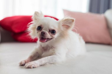 Chihuahua köpek şirin evde beslenen hayvan