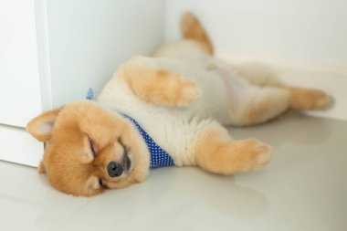 evde uyuyan pomeranian köpek yavrusu köpek
