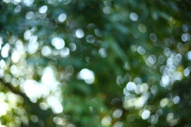 Soyut güneş ağacı yeşil yemyeşil doğası ile görüntü bulanıklığı