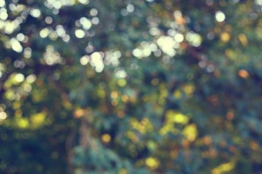 Soyut güneş ağacı yeşil yemyeşil doğası ile görüntü bulanıklığı