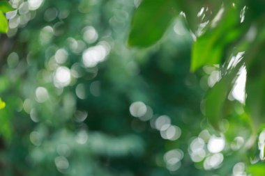 Yaz doğa, soyut ağacında yeşil bokeh ışıkta bulanıklık