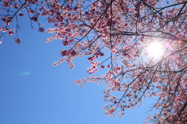 Güzel pembe kiraz çiçeği çiçek çiçeklenme