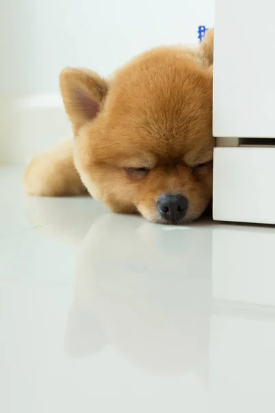 Cachorro pomeranian cachorro bonito pet dormir — Fotografia de Stock