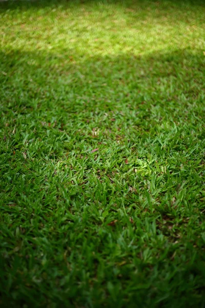 Green grass turf — Stock Photo, Image