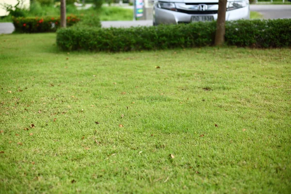 公园内的绿色草皮草地游乐场 — 图库照片