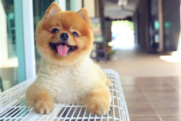 Mutlu gülümseme pomeranian küçük köpek şirin evde beslenen hayvan — Stok fotoğraf