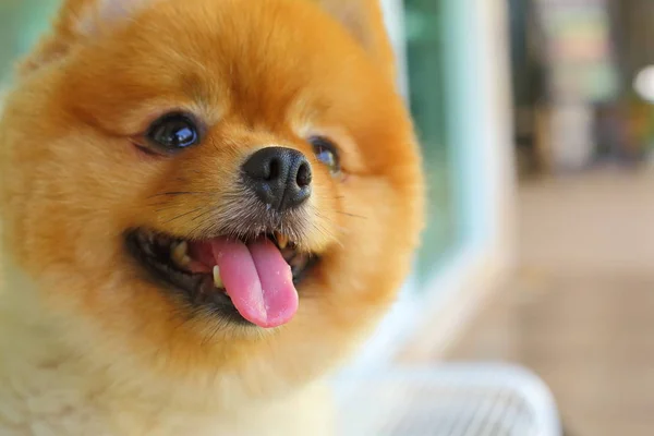 Lyckligt leende pomeranian liten hund söta husdjur — Stockfoto