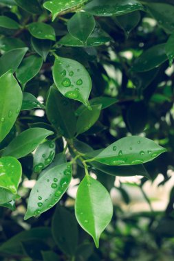 su çiğ damlası yaprak yeşil doğası üzerine