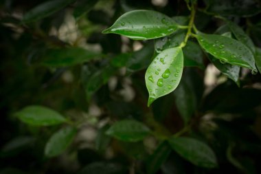 yağmur damlası yaprak yeşil doğası üzerine