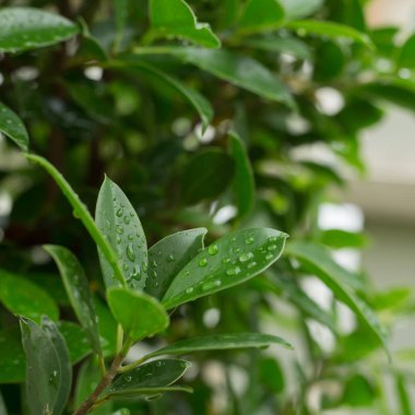 yağmur damlası yaprak yeşil doğası üzerine