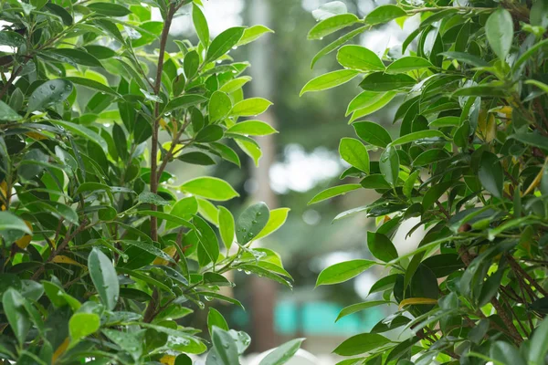 Gota de lluvia sobre la naturaleza de hoja verde — Foto de Stock