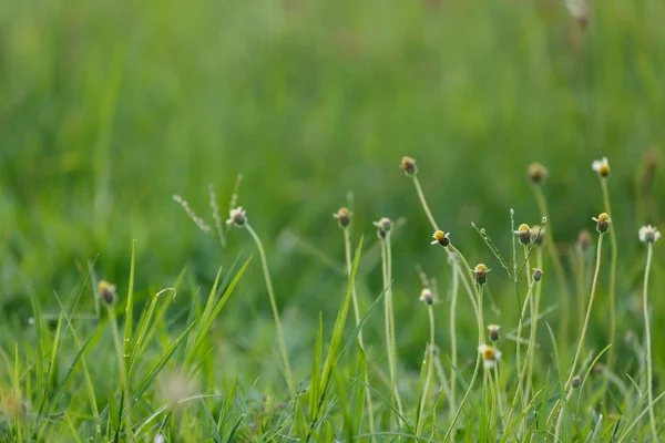 Зелена трава квіткове поле — стокове фото