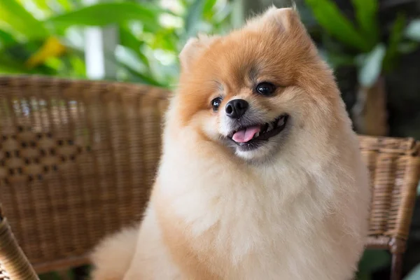 Feliz pomeranian cão bonito animal de estimação sorriso amigável — Fotografia de Stock