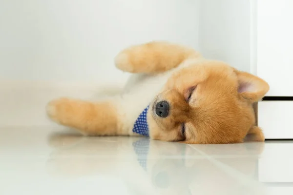 pomeranian puppy dog sleeping in home