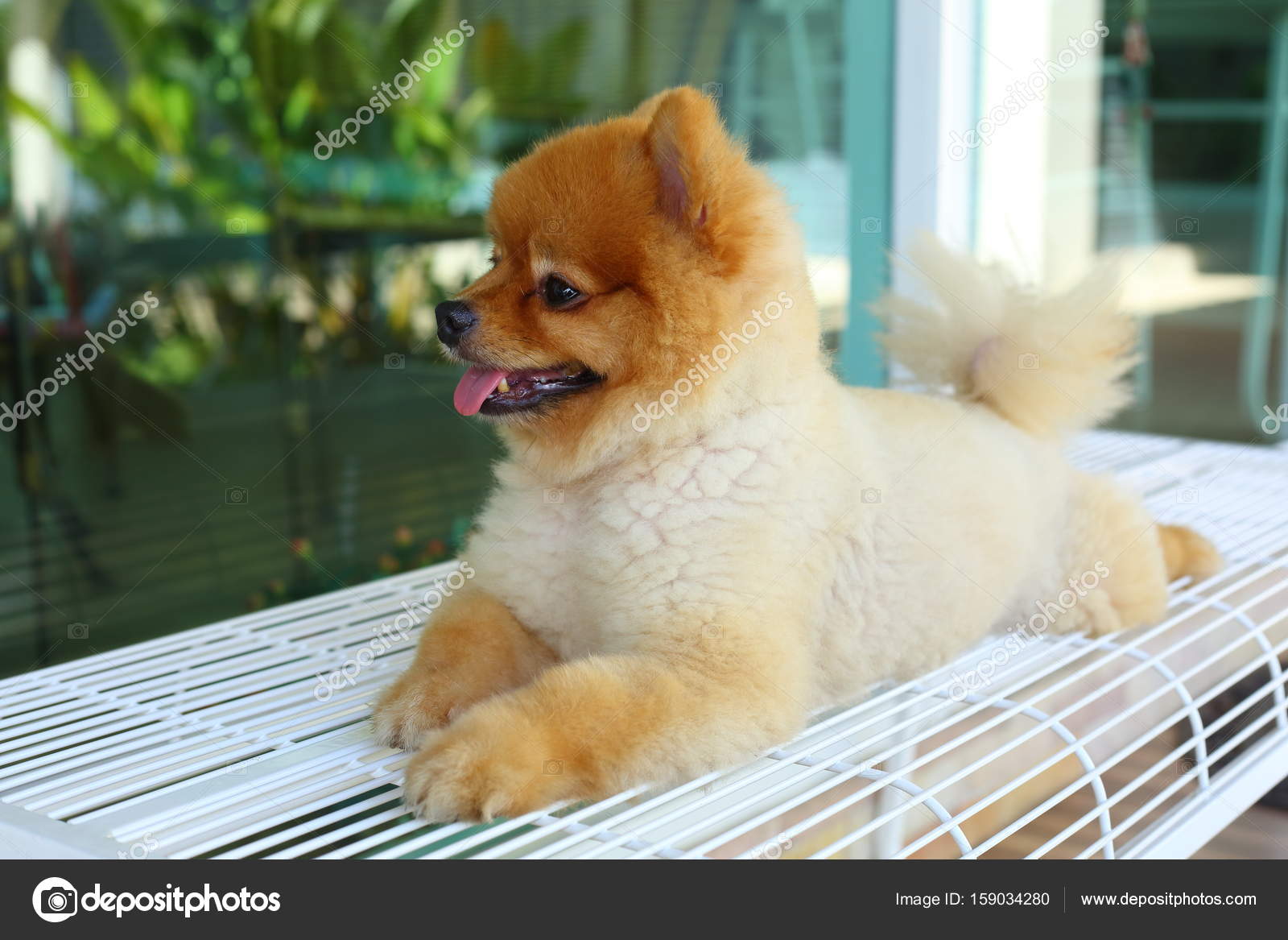 Happy Smile Pomeranian Small Dog Cute Pet Stock Photo C Sutichak