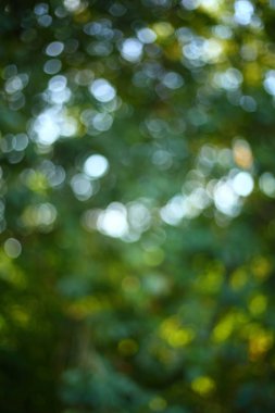 Soyut güneş ağacı yeşil yemyeşil doğası ile görüntü bulanıklığı