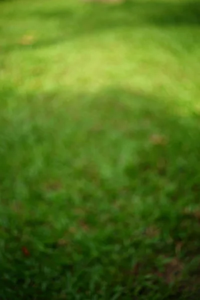 Suddig bild, grönt gräs torv — Stockfoto