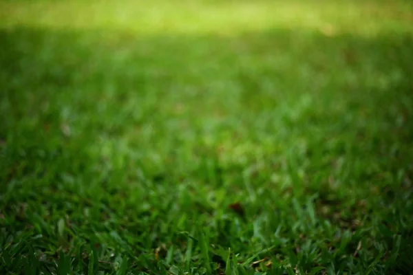 Immagine sfocata, erba verde tappeto erboso — Foto Stock