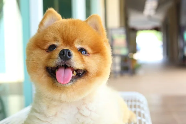 Happy glimlach Pommeren kleine hond leuk huisdier — Stockfoto